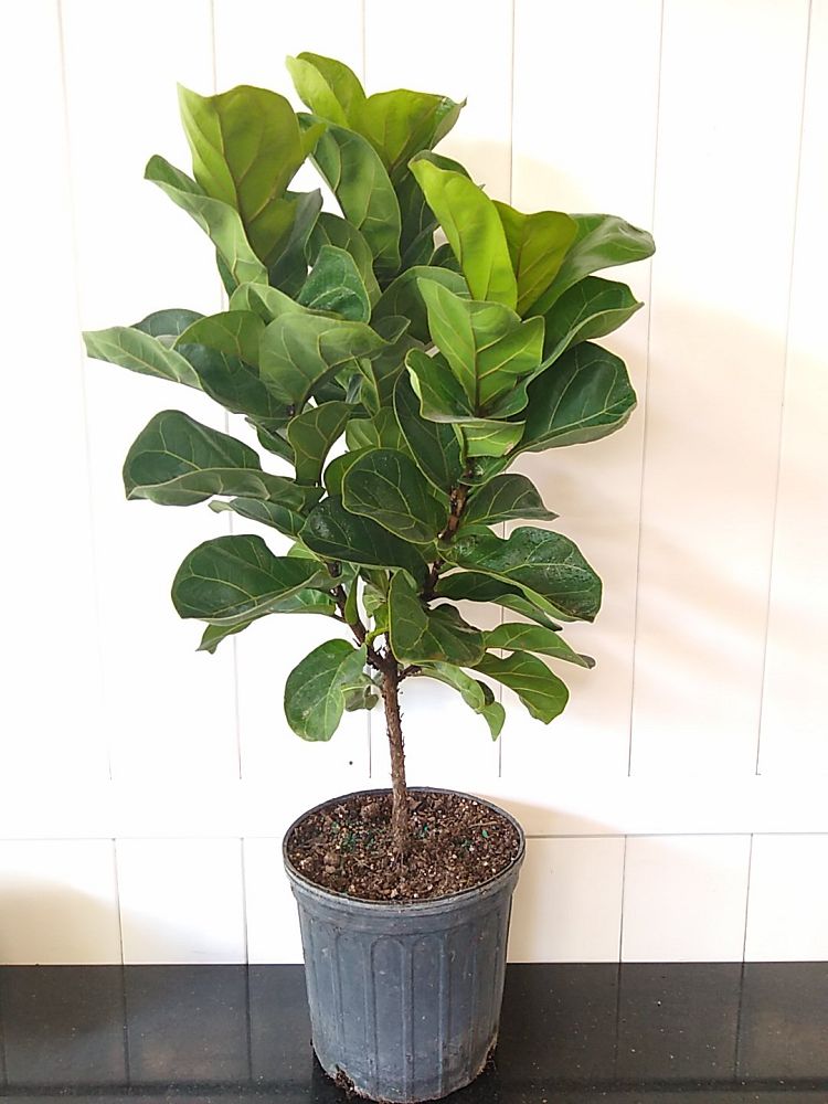 Ficus lyrata ‘Bambino’, Dwarf Fiddle Leaf Fig PlantVine