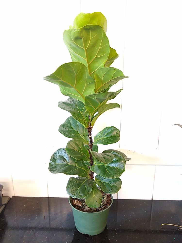 Ficus lyrata ‘Bambino’, Dwarf Fiddle Leaf Fig PlantVine