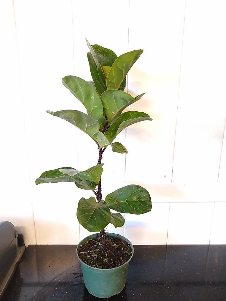 Ficus lyrata ‘Bambino’, Dwarf Fiddle Leaf Fig PlantVine