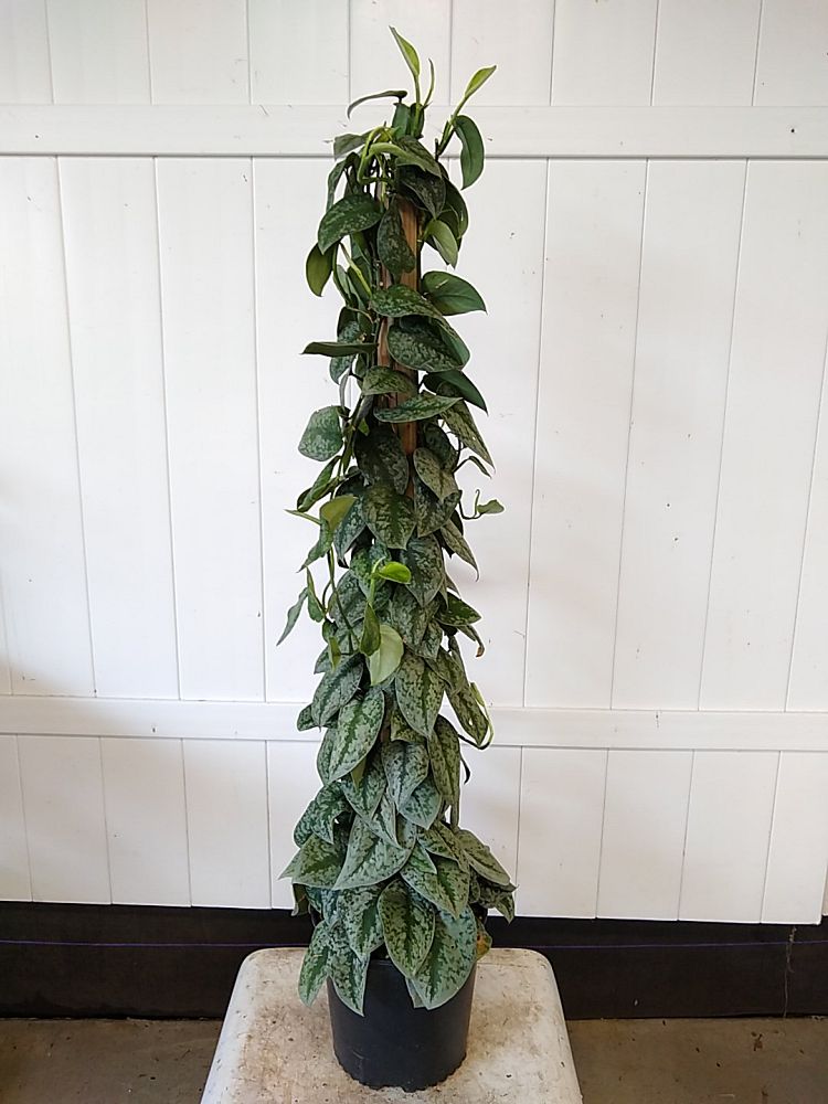 Scindapsus pictus 'Silver Satin', Silver Satin Pothos PlantVine