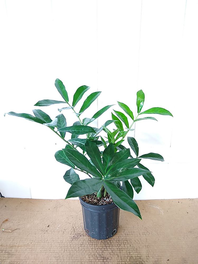 Buy Wild ZZ Plant, Zamioculcas zamiifolia | Free Shipping ...