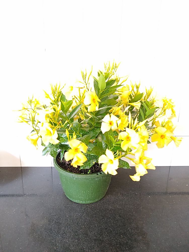 Yellow Dipladenia PlantVine