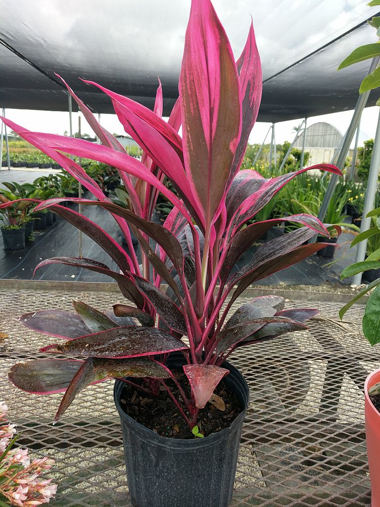 Cordyline fruticosa 'Red Sister', Ti Plant, Cordyline terminalis