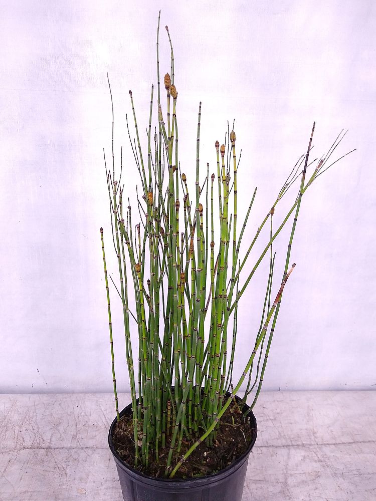 Hallow Reed Plant Buy Equisetum hyemale, Horsetail Reed | Free Shipping over $100