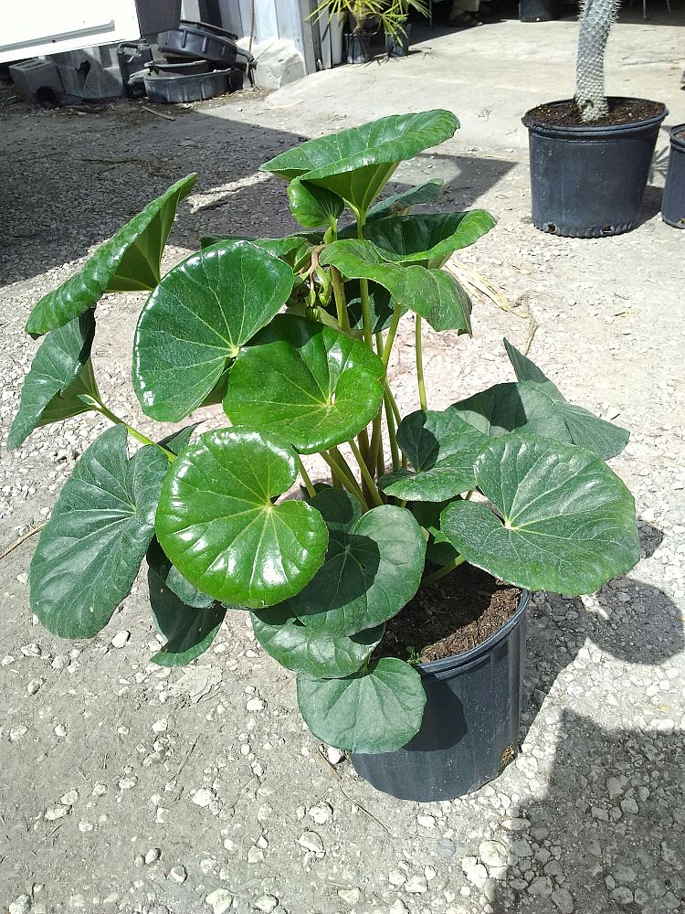 Farfugium japonicum �Gigantea�, Giant Leopard plant Farfugium japonicum �Gigantea�, Giant Leopard plant