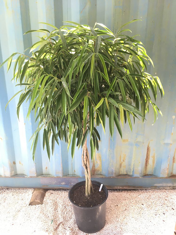Ficus binnendijkii 'Alii', Ficus maclellandii 'Alii', Long