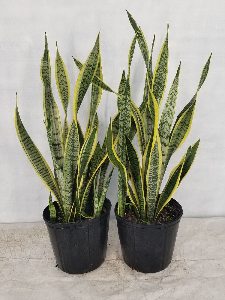 Sansevieria trifasciata Laurentii 17cm Gardening Direct Sansevieria trifasciata Laurentii 17cm Gardening Direct