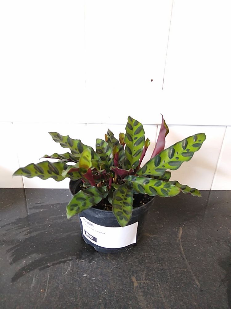 Order Calathea Lancifolia, Rattlesnake Plant Online | 10% OFF