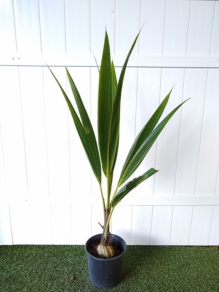 Cocos nucifera ‘Green Malayan’, Coconut Palm | PlantVine