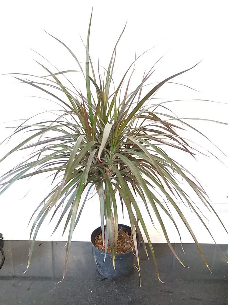 Dracaena Marginata Magenta Madagascar Dragon Tree PlantVine dracaena-marginata-magenta-madagascar-dragon-tree-plantvine