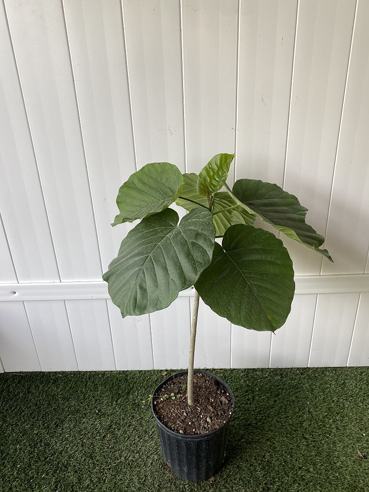 Ficus Umbellata | PlantVine