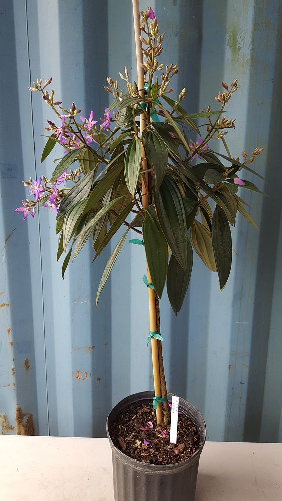 Tibouchina granulosa PlantVine
