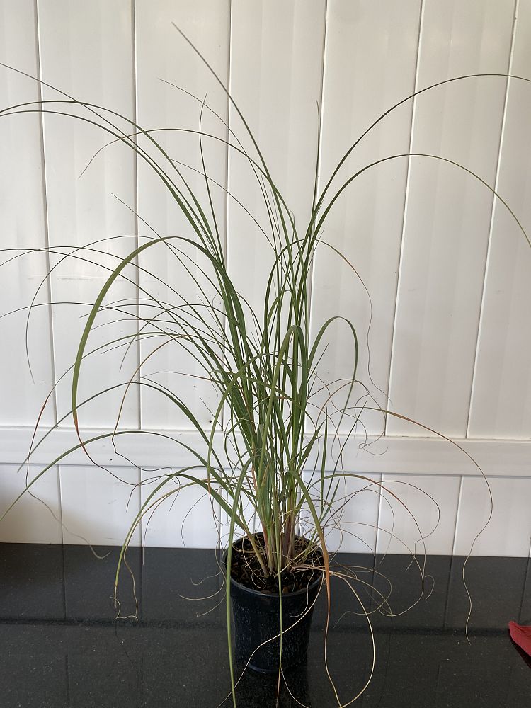 Uniola Uniola paniculata, Sea Oats | PlantVine