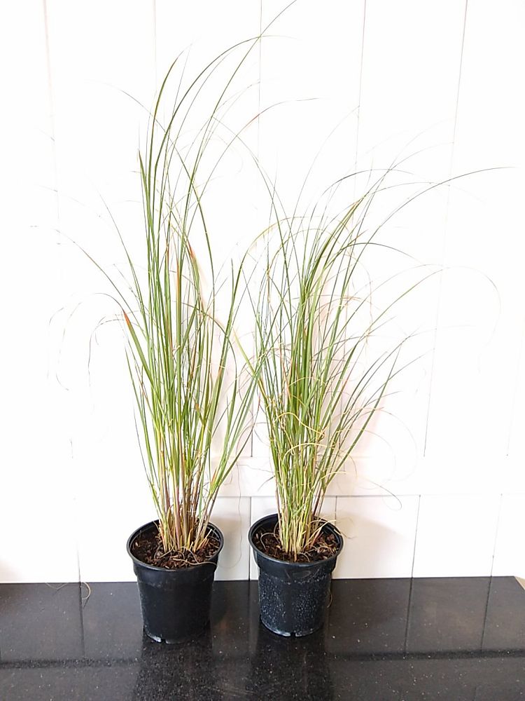 Uniola Uniola paniculata, Sea Oats | PlantVine