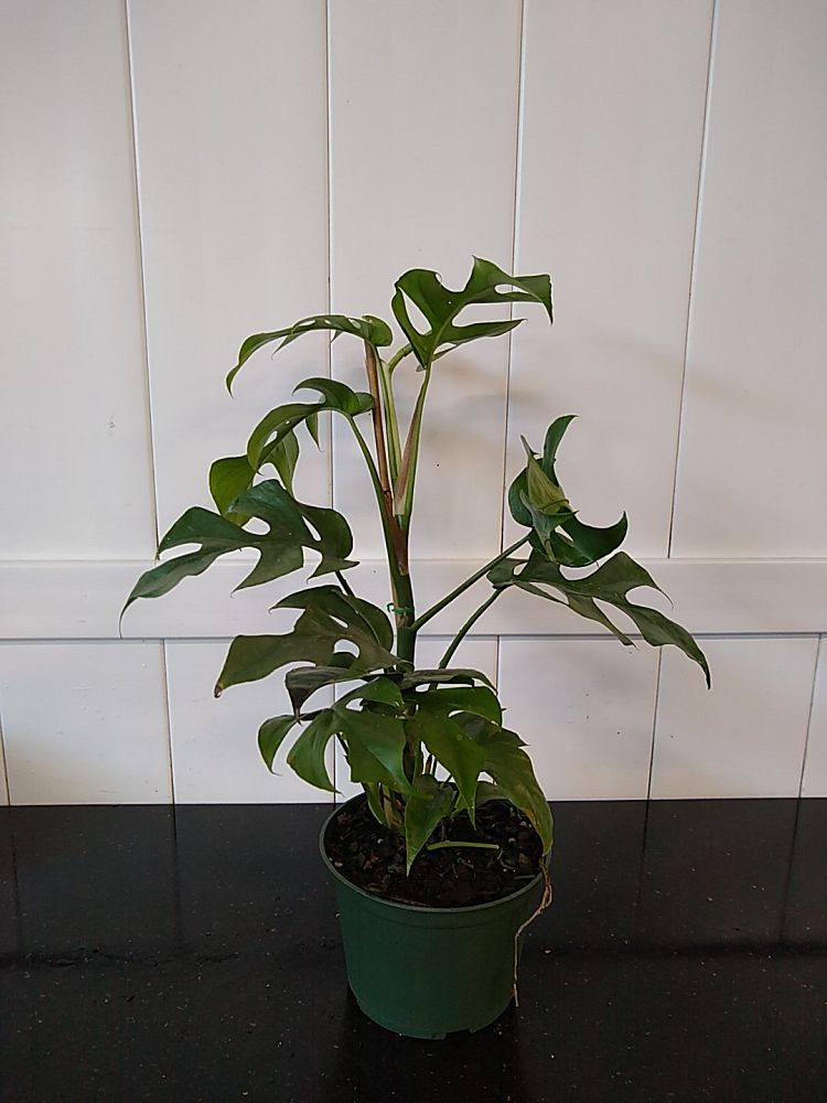 Buy Rhaphidophora Tetrasperma, Monstera 'Ginny' Plant Online