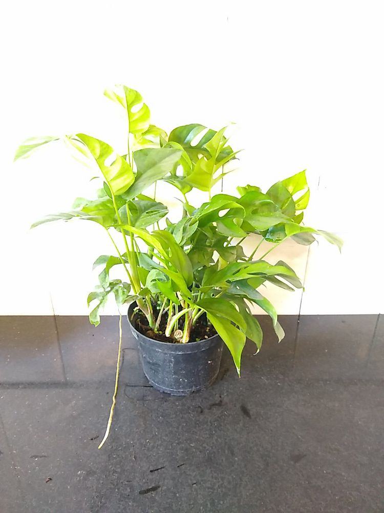Buy Rhaphidophora Tetrasperma, Monstera 'Ginny' Plant Online