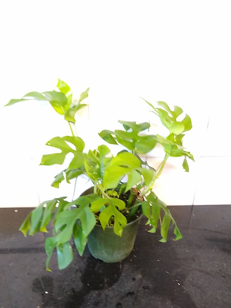 Buy Rhaphidophora Tetrasperma, Monstera 'Ginny' Plant Online