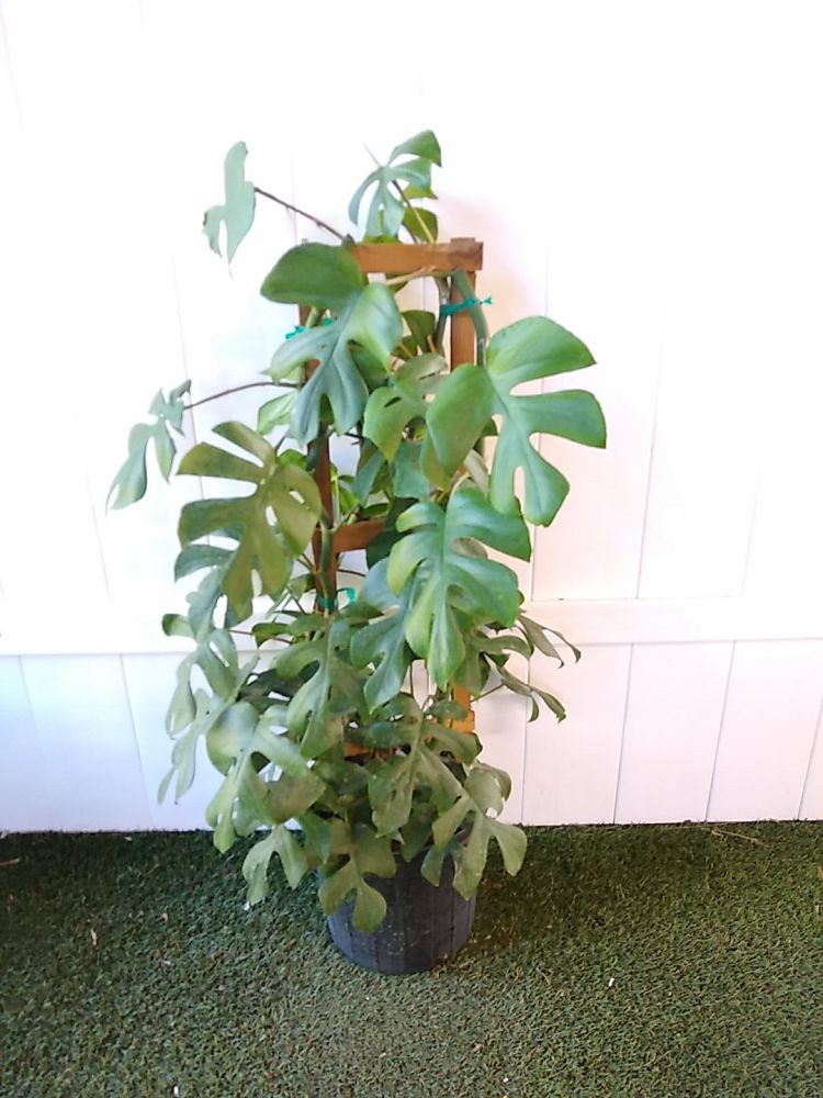 Buy Rhaphidophora Tetrasperma, Monstera 'Ginny' Plant Online