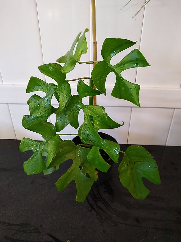 Buy Rhaphidophora Tetrasperma, Monstera 'Ginny' Plant Online