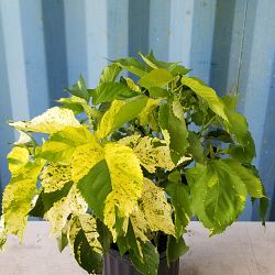 Acalypha wilkesiana 'Java White', Copperleaf | PlantVine