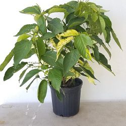 Buy Acalypha wilkesiana 'Java White', Copperleaf | Free Shipping over $100
