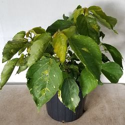 Buy Acalypha wilkesiana 'Java White', Copperleaf | Free Shipping over $100
