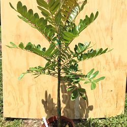 Buy Simarouba glauca, Paradise Tree | Free Shipping over $100