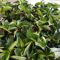 Chenille Plant Chenille Plant