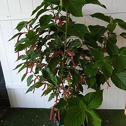 Chenille Plant Chenille Plant