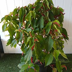 Chenille Plant Chenille Plant