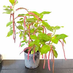 Chenille Plant Chenille Plant