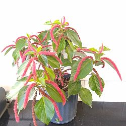 Chenille Plant Chenille Plant