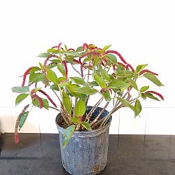 Chenille Plant Chenille Plant