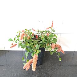 Dwarf Trailing Chenille Plant Dwarf Trailing Chenille Plant