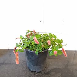 Dwarf Trailing Chenille Plant Dwarf Trailing Chenille Plant