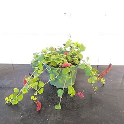 Dwarf Trailing Chenille Plant Dwarf Trailing Chenille Plant