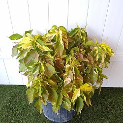 Acalypha wilkesiana ‘Java White’, Copperleaf | PlantVine