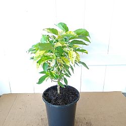 Acalypha wilkesiana ‘Java White’, Copperleaf | PlantVine