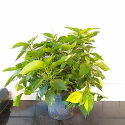 Java Copper Leaf Acalypha wilkesiana ‘Java White’, Copperleaf | PlantVine