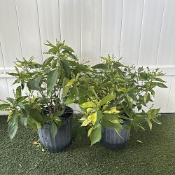 Java Chip Copperleaf Acalypha wilkesiana ‘Java White’, Copperleaf | PlantVine