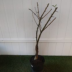 Baobab Tree Baobab Tree