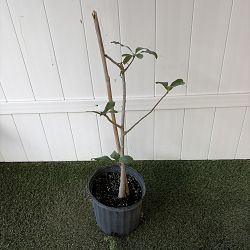 Baobab Tree Baobab Tree