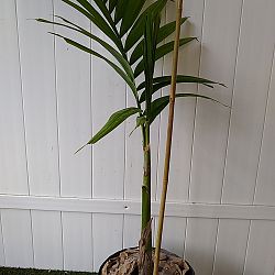 Christmas Palm Christmas Palm