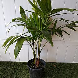 Christmas Palm Christmas Palm