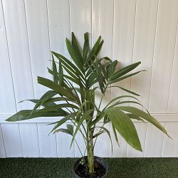 Christmas Palm Christmas Palm