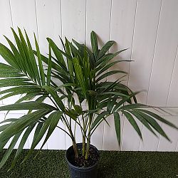 Christmas Palm Christmas Palm