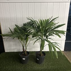 Christmas Palm Christmas Palm