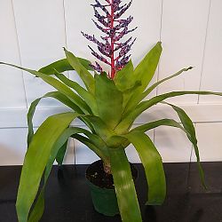 Dwarf Blue Tango Bromeliad Dwarf Blue Tango Bromeliad