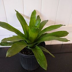 Dwarf Blue Tango Bromeliad Dwarf Blue Tango Bromeliad