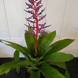 Dwarf Blue Tango Bromeliad Dwarf Blue Tango Bromeliad
